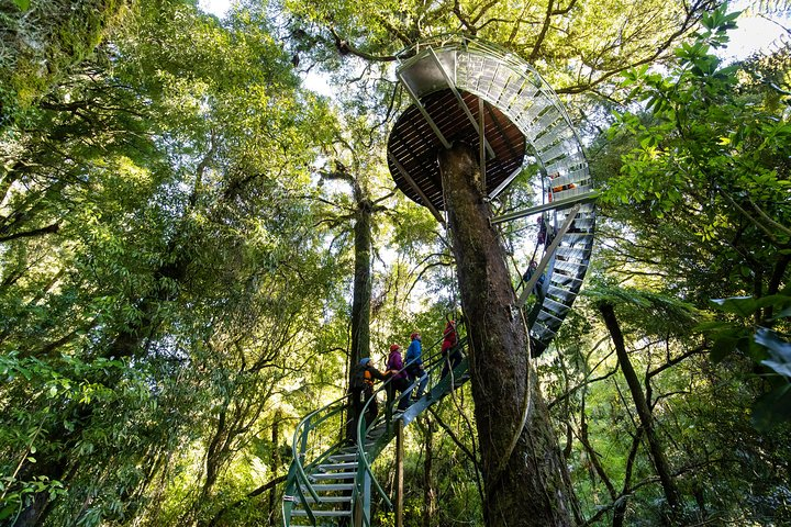Rotorua's Ultimate Zipline: 6 ziplines, 400 m Tandem, Cliff Walk